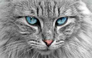 Cat blue eyes long hair - a close up of a cat free wallpaper