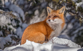 Red fox snow winter bokeh - covered free wallpaper