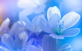Blue flower macro blurry background - cindy wright free wallpaper for desktop