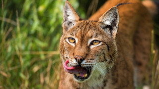 Cat tongue open mouth outdoors - a close up of a cat free wallpaper