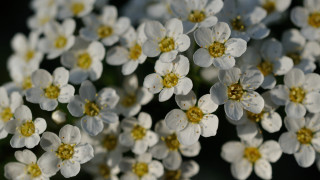 White flowers yellow centers macro 3 - white flower free wallpaper