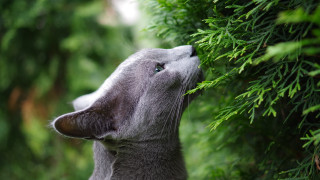 Cat looking up tree branch 2 - its eye free wallpaper for desktop