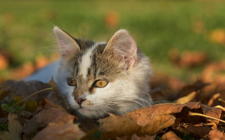 Sad cat autumn leaves impressionism - the leaf free wallpaper for desktop