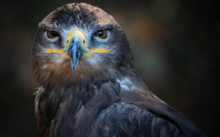 Bird of prey closeup yellow 3 - a black beak free wallpaper
