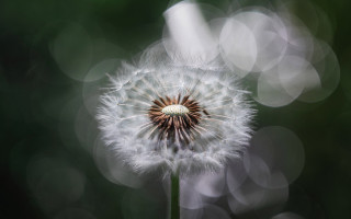Dandelion blurry background impressionism bokeh - a dandelion free wallpaper for desktop