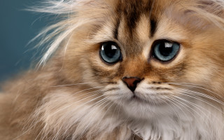 Cat blue eyes closeup photorealistic - a photorealistic painting free wallpaper