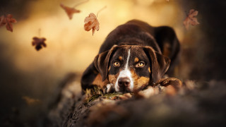 Dog laying rock leaves butterfly - him free wallpaper for desktop