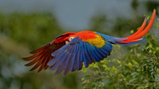 Colorful bird flying forest bokeh - lush free wallpaper