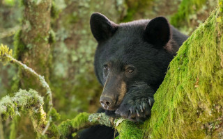 Black bear mossy tree woods - a black bear free wallpaper