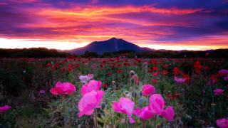 Flower field mountain sunset pink - photograph free wallpaper for desktop