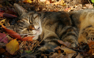 Sleeping cat leaf autumn blurry - a cat free wallpaper