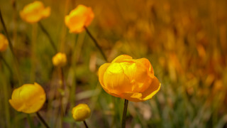 Yellow flower field autumn bokeh - a yellow sky in the background free wallpaper for desktop