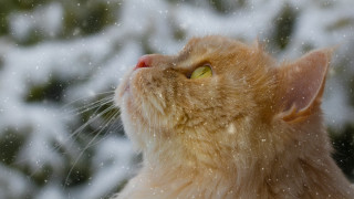 Cat snow falling head astronaut - face and head free wallpaper for desktop