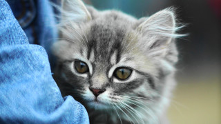 Sad kitten looking camera held - someone free wallpaper