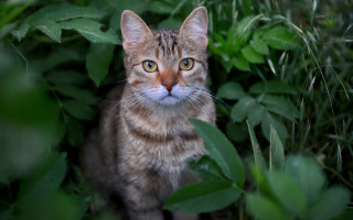 Sad cat in grass blue - optical illusion free wallpaper for desktop