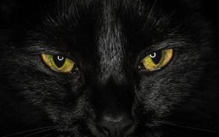 Black cat yellow eyes gothic 26 - a black cat free wallpaper for desktop