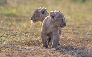 Lions autumn wildlife field blurry - a field of grass and dirt free wallpaper