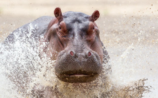 Hippo splashing water macro award - eye open free wallpaper