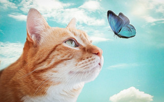 Cat butterfly sky magical realism - affinity photo free wallpaper