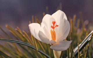White flower orange stamens grass - a field of grass and grass free wallpaper for desktop