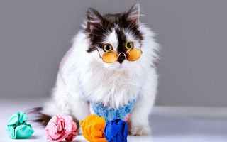 Cat glasses sweater origami table - glass and a sweater free wallpaper