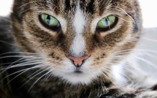 Cat green eyes serious look 3 - a bed free wallpaper