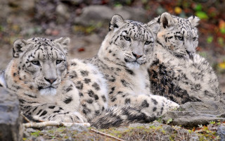 Three snow leopards wildlife photorealistic - the ground together free wallpaper