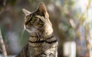Cat sitting ledge looking up - a ledge free wallpaper for desktop