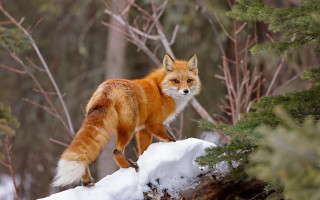 Red fox snow log woods - wildlife photography free wallpaper for desktop