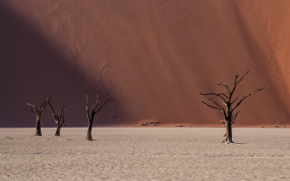 Desert dead trees sunset silhouette - dead free wallpaper for desktop