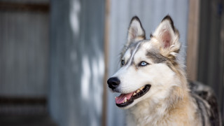 Husky blue eyes smiling dog - husky free wallpaper