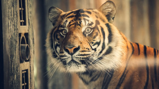 Sumatran tiger window camera animal - a tiger free wallpaper for desktop