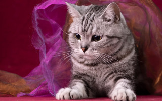 Cat pink purple cloth Carlos - graceful free wallpaper