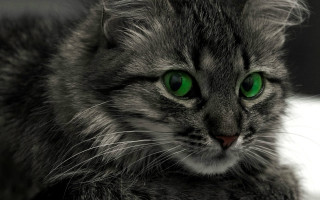 Sad cat green eyes gothic - sad free wallpaper