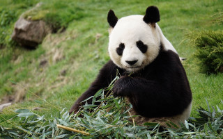 Panda smiling grassy hill outdoors - a panda bear free wallpaper