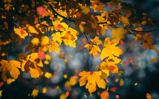 Fall leaves blurry background forest - a tree free wallpaper