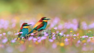 Colorful birds branch field flowers - free nature wallpaper for desktop