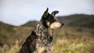 Dog field mountain blurry background - australian tonalism free wallpaper
