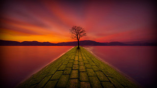Lone tree brick walkway sunset - a colorful sky free wallpaper