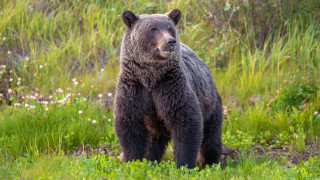 Brown bear field flowers forest - a forest in the background free wallpaper