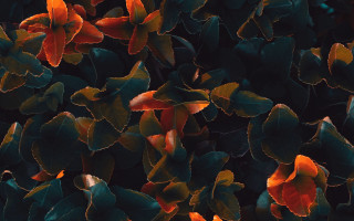 Closeup plant orange green leaves - free autumn wallpaper