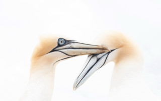 Bird closeup blueeye shiny photorealistic - a long beak free wallpaper