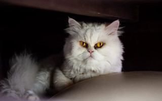 White cat yellow eyes serious 2 - a serious look free wallpaper