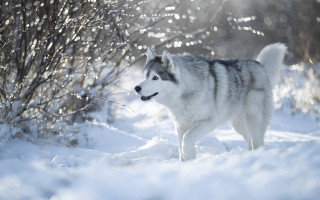Husky snow outdoors winter nature - a husky dog free wallpaper