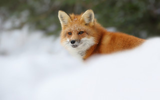 Red fox snowy background sharp - the background in the background free wallpaper