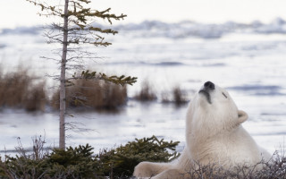 Polar bear grass tree water - a polar bear free wallpaper