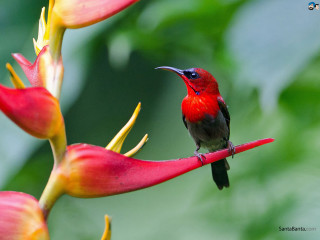 Small bird red flower green 2 - free nature wallpaper for desktop
