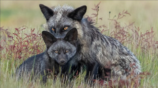 Furry animals grass flowers mountain - a couple of animals free wallpaper