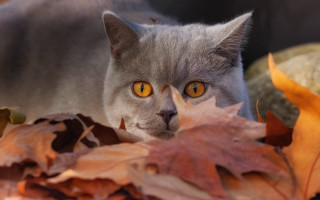 Curious yellow eyed black cat - a cat free wallpaper