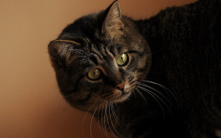 Serious black cat on table - a cat free wallpaper